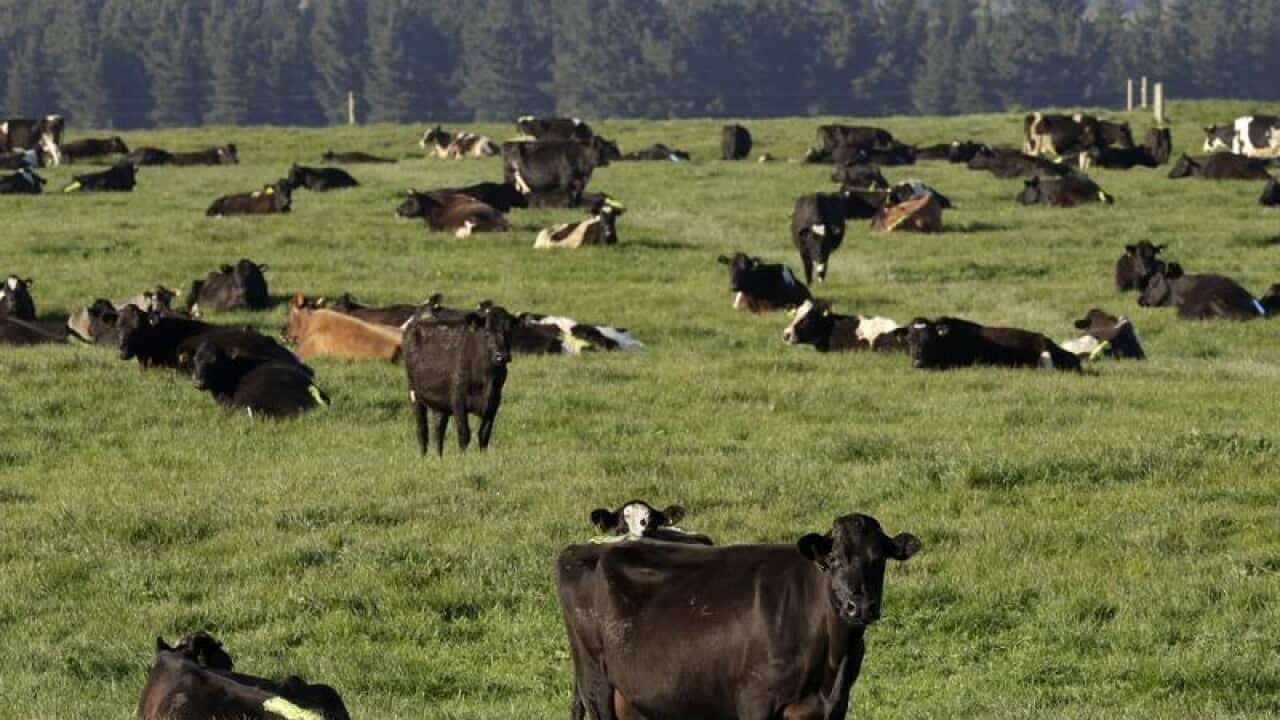 Dairy cows graze on a farm