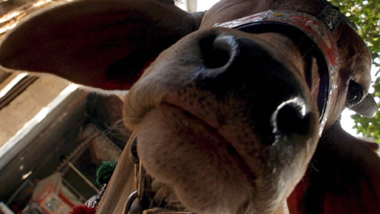 cow_pakistan_b_100405_epa_801689283