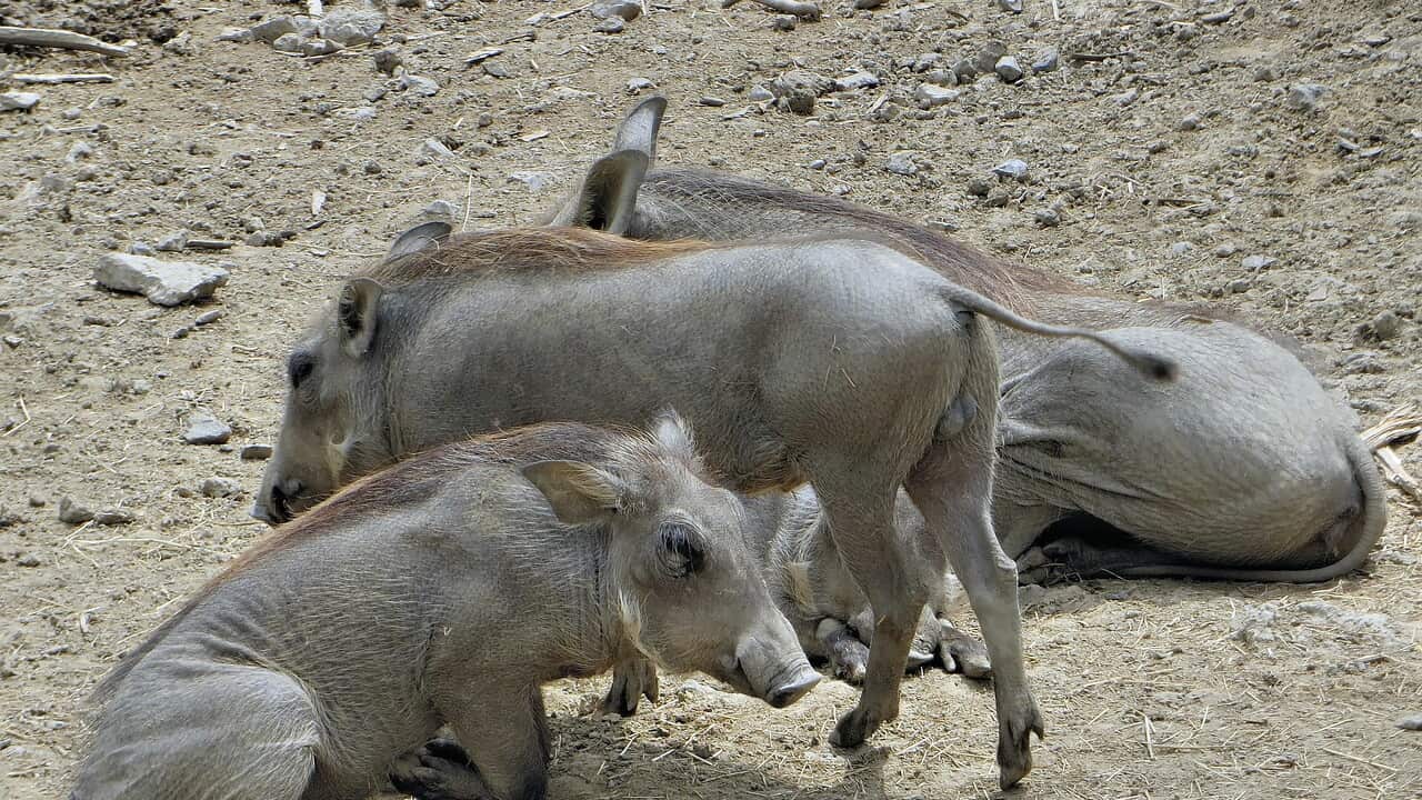 African pigs - Pixabay