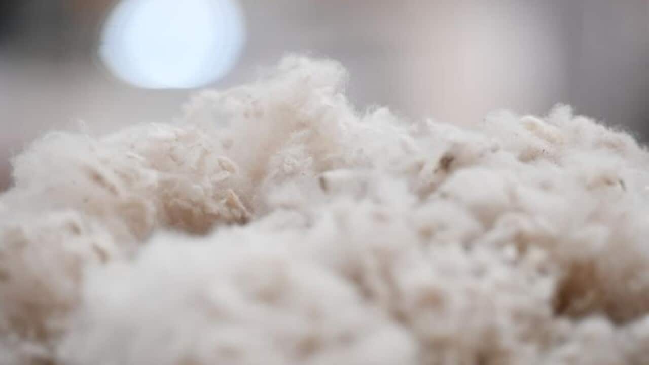 Wool is processed at the Victoria Wool Processors in Melbourne.