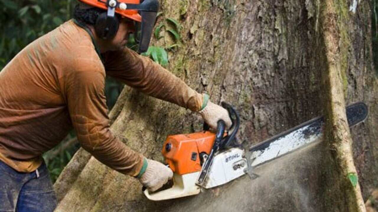 waldrodung