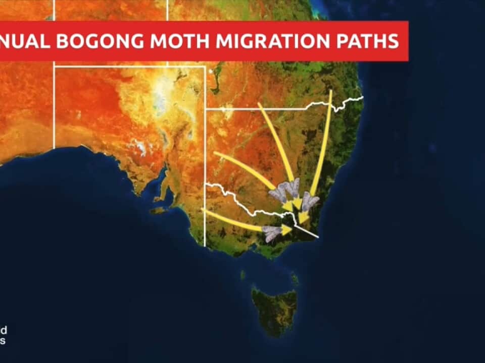 bogong.jpg