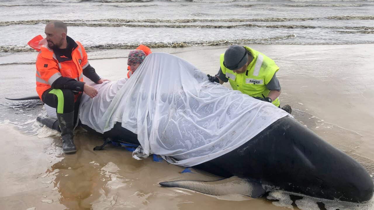 A huge rescue mission to save some 270 pilot whales stranded off Tasmania's remote west coast is underway.