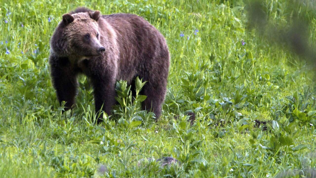 A grizzly bear roaming near Beaver Lake in Yellowstone National Park, Wyoming.