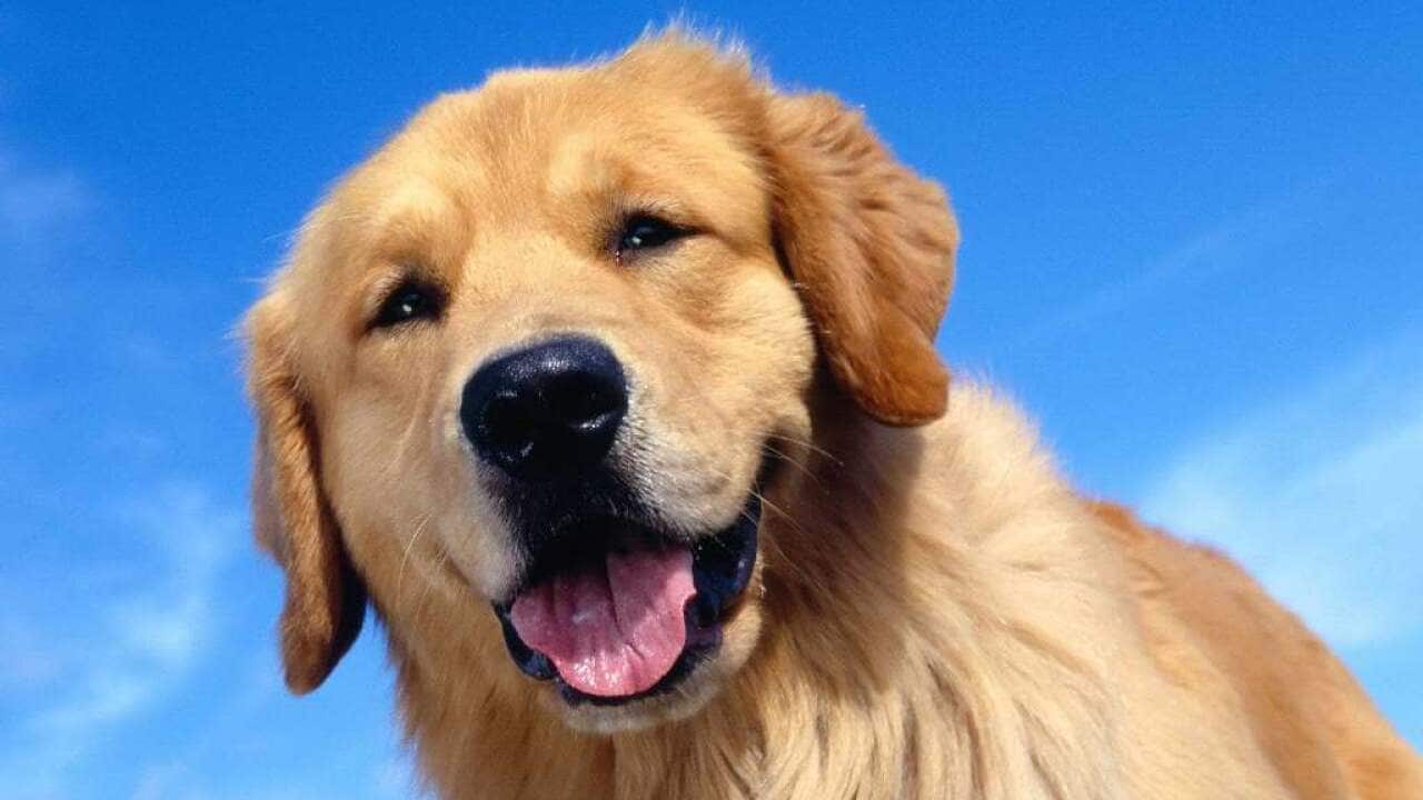 Smiling dog