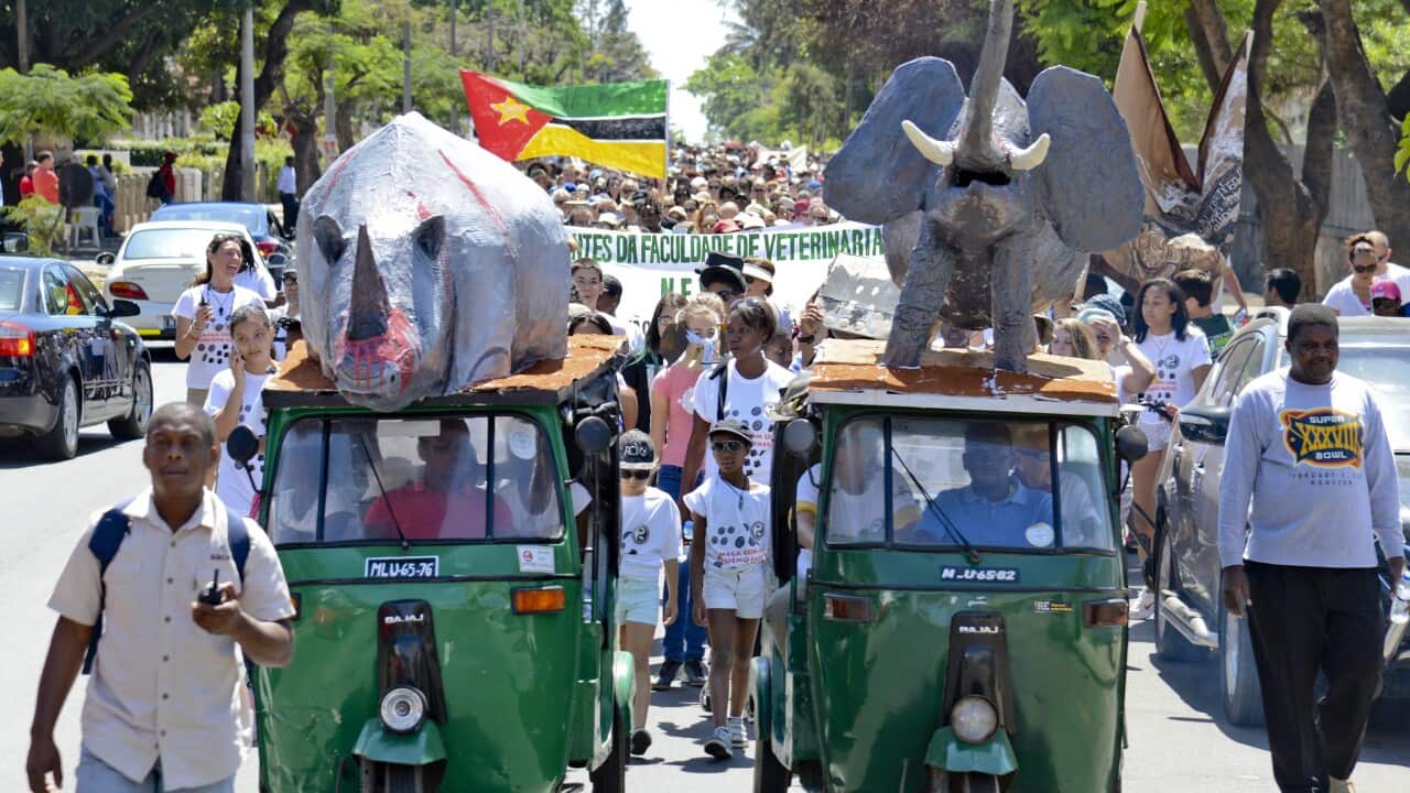 Global march for elephants in Mozambique