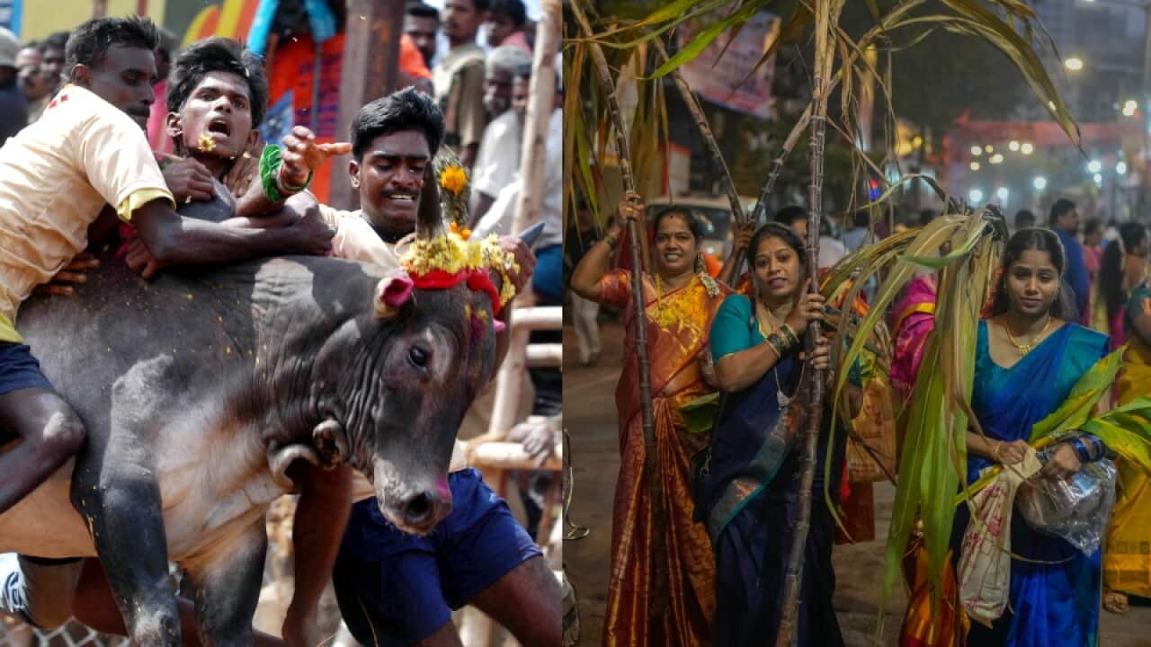 Pongal 1.jpg