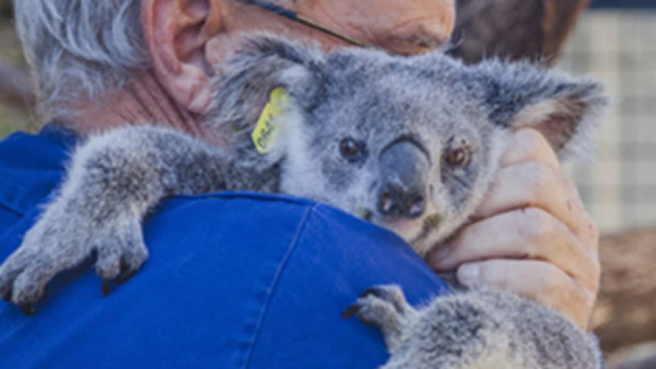 Miracle koala
