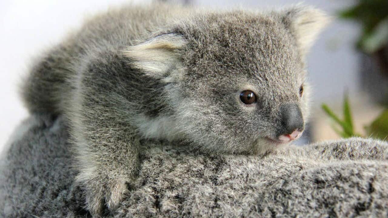 koalas, Australia