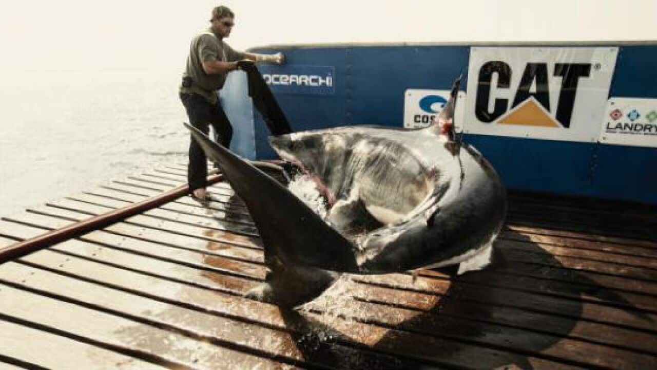 great_white_shark_us_ocearch.jpg