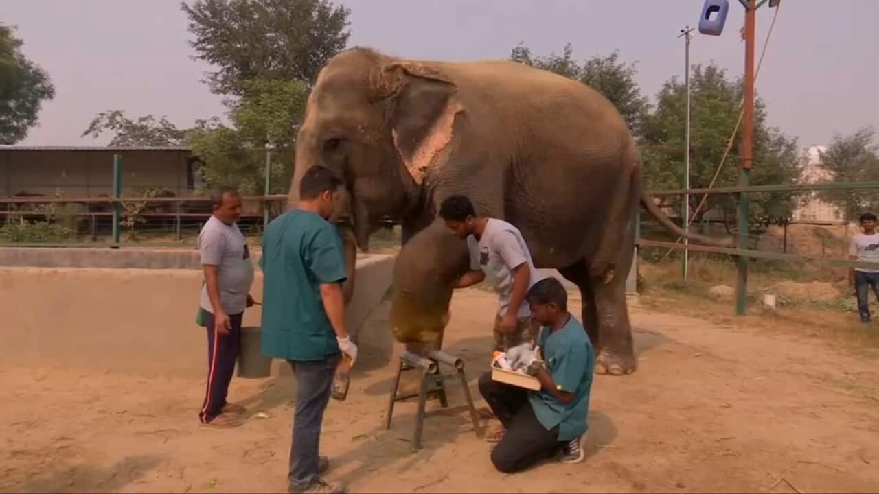 An elephant has his feet inspected at India's first hospital for the animals. 