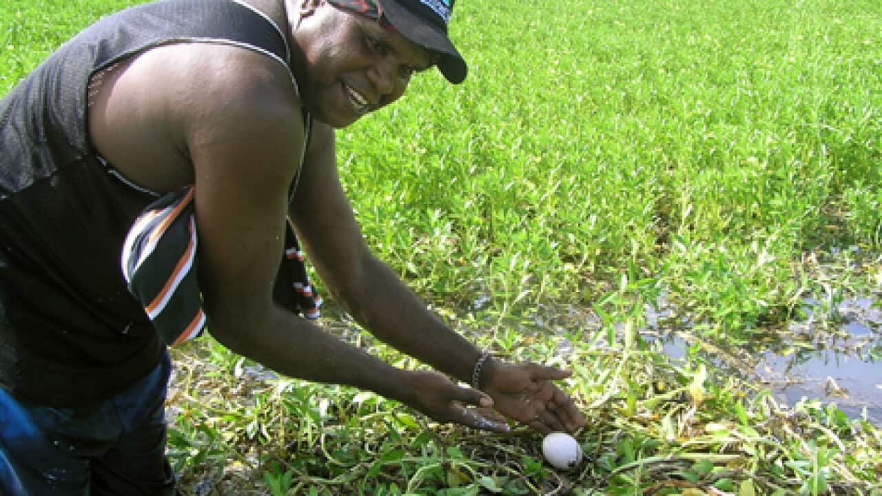 aborigine_food_160610_aap_b_1231902165