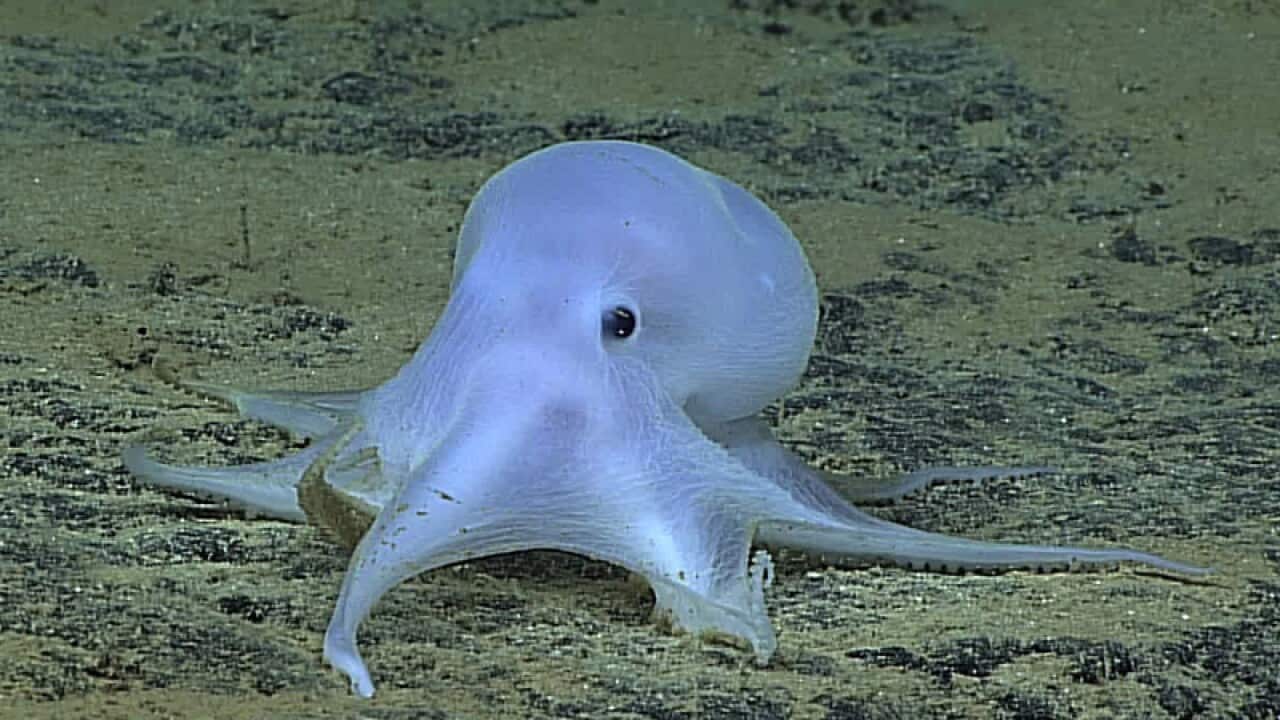 A possible new species of octopus