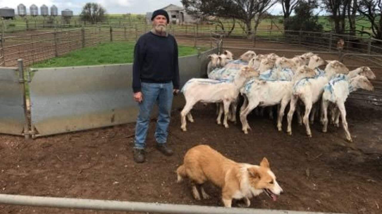 Sheep theft wool meat prices farmers