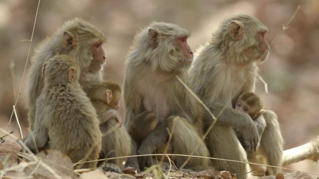 Rhesus Macaque Monkey - nursing female group