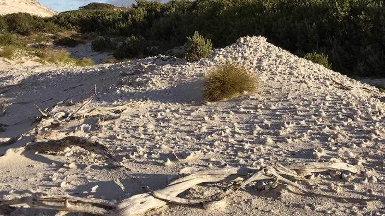 Indigenous shell middens behind the sand dunes at Stephens Bay in Tasmania's Wilderness World Heritage Area.