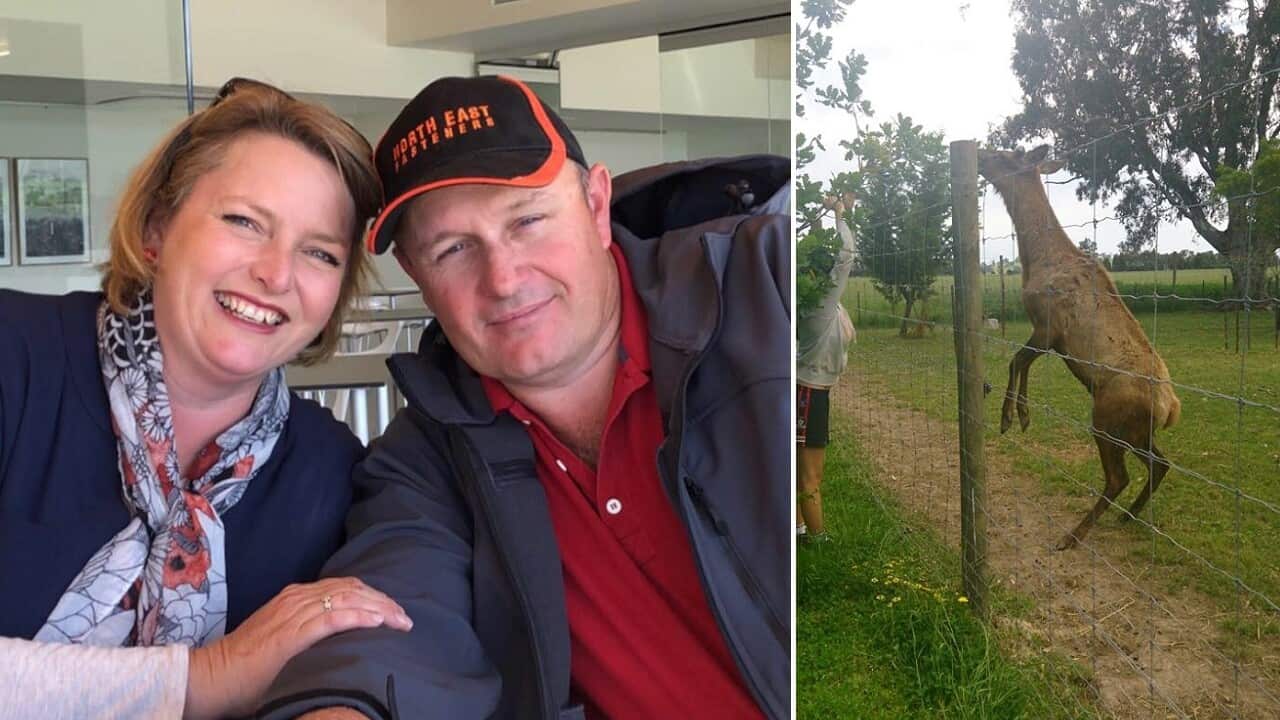 A man and woman were attacked by a deer on their property near Wangaratta Wednesday morning.