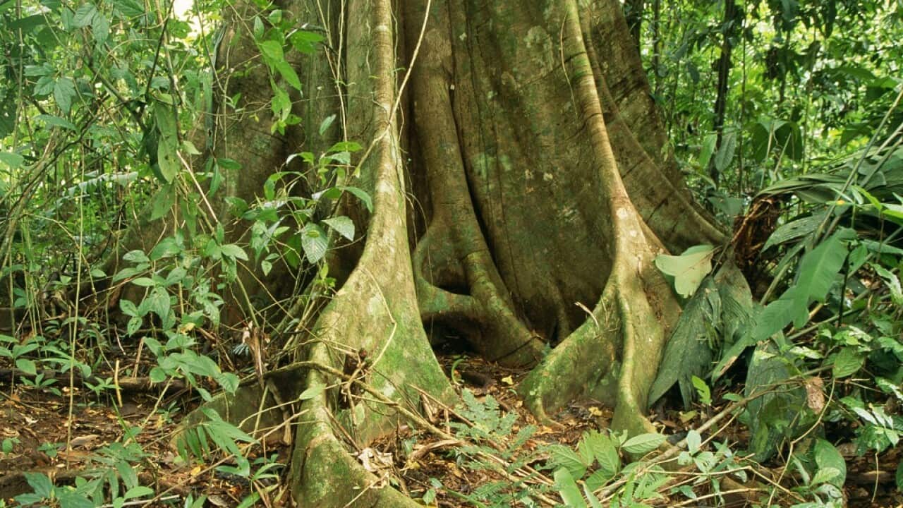 Costa Rica RAINFOREST