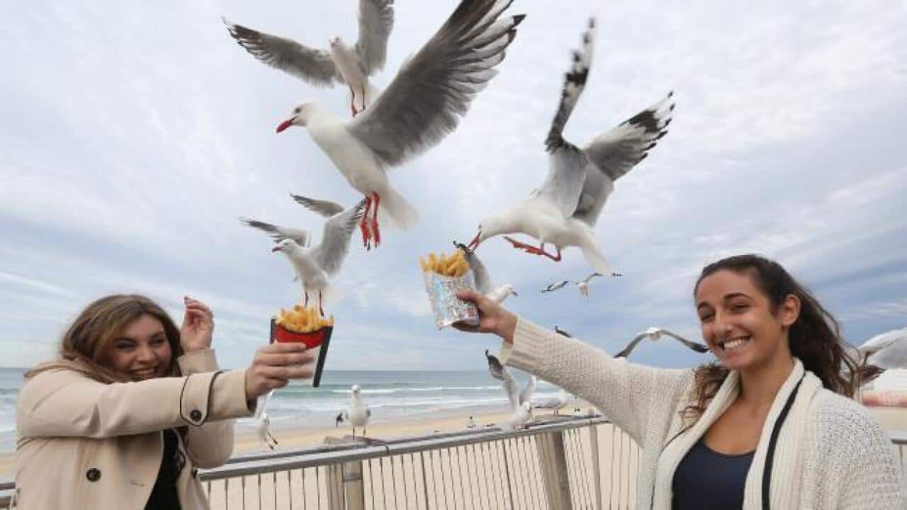 feeding birds