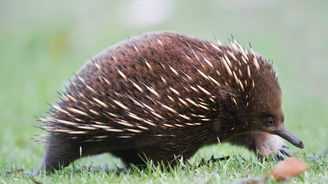 T. a. setosus, Mount Field National Park, Tasmania