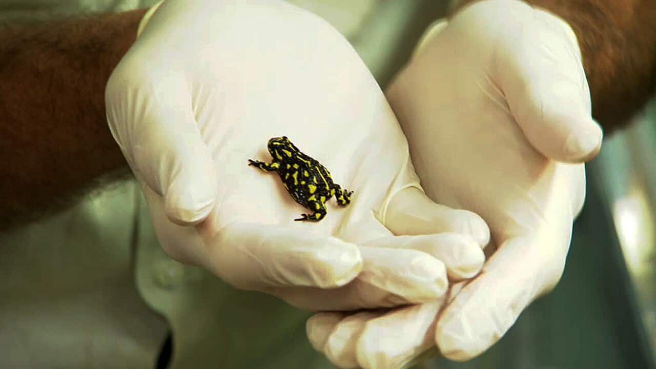 The northern corroboree frog is under threat
