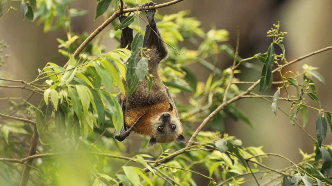 Grey-headed flying-fox, Pteropus poliocephalus