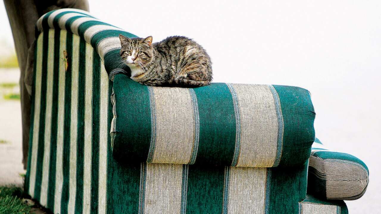 family cat