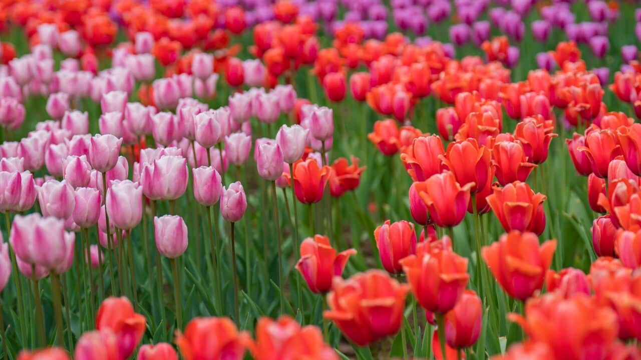 Blooming Tulips