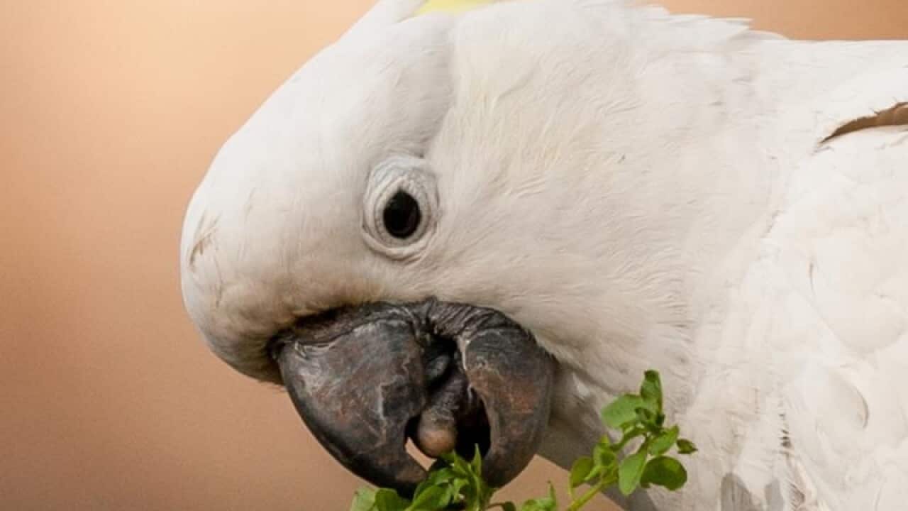 Sulphur-crested Cockatoo
