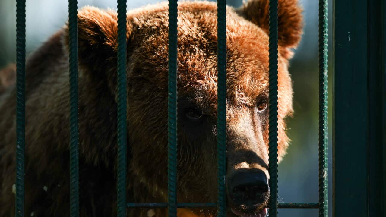 Russia: Tiger House hospice in Russia's Leningrad Region