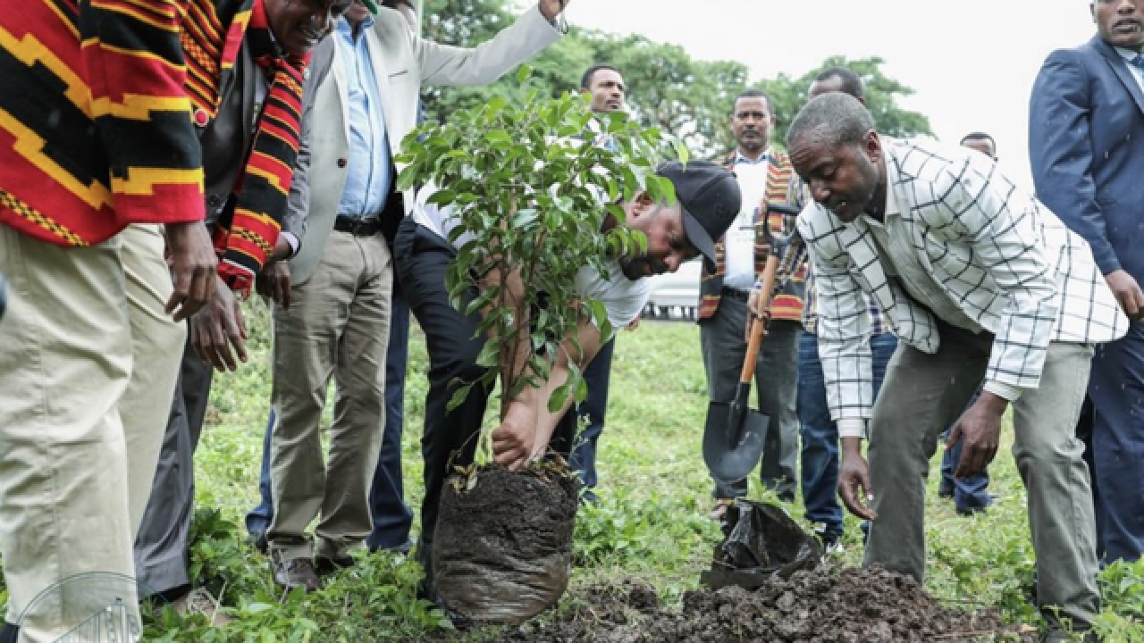 Ethiopia has planted more than 350 million trees in a day.