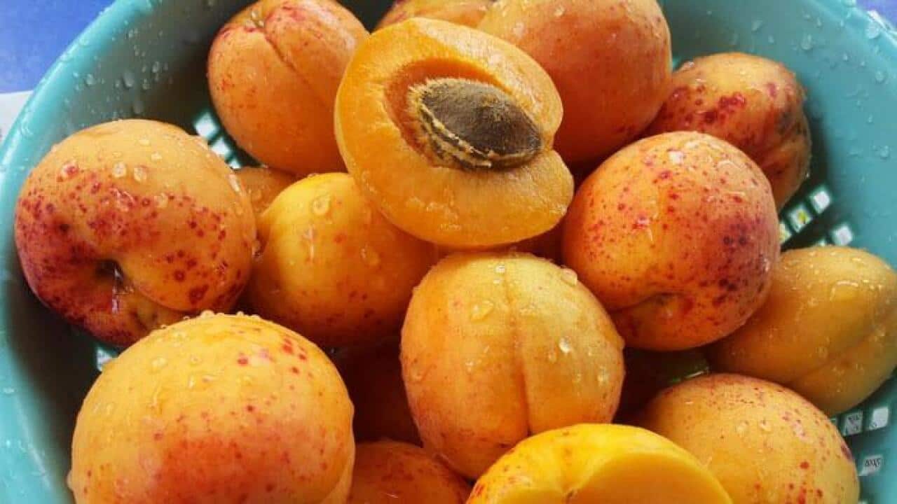 Apricots