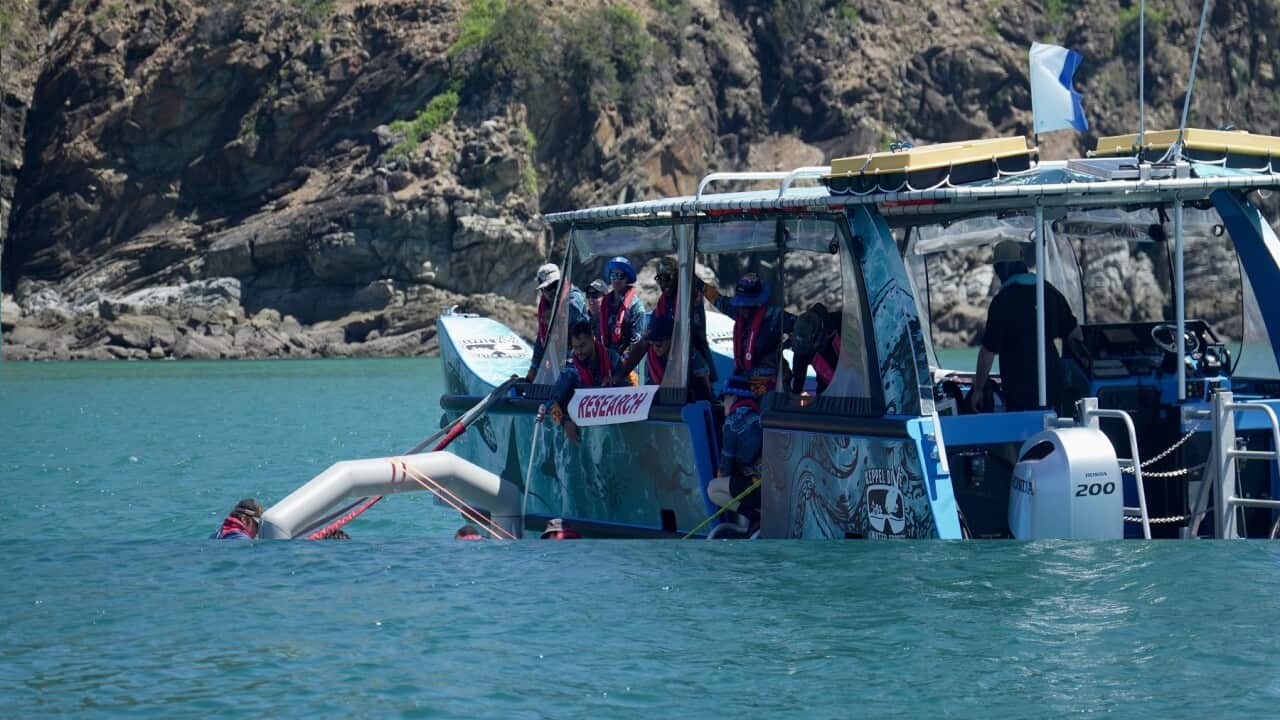 Rangers collect coral spawn and place them into inflatable pools to develop, before releasing millions of larvae onto the reef.