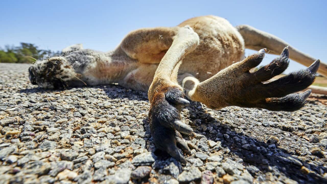 Kangaroo paws, claws closeup, dead red kangaroo