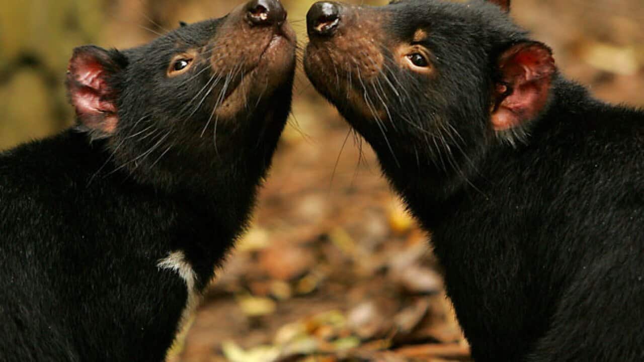 wildlife_picture_gettys_121112_article_223656253