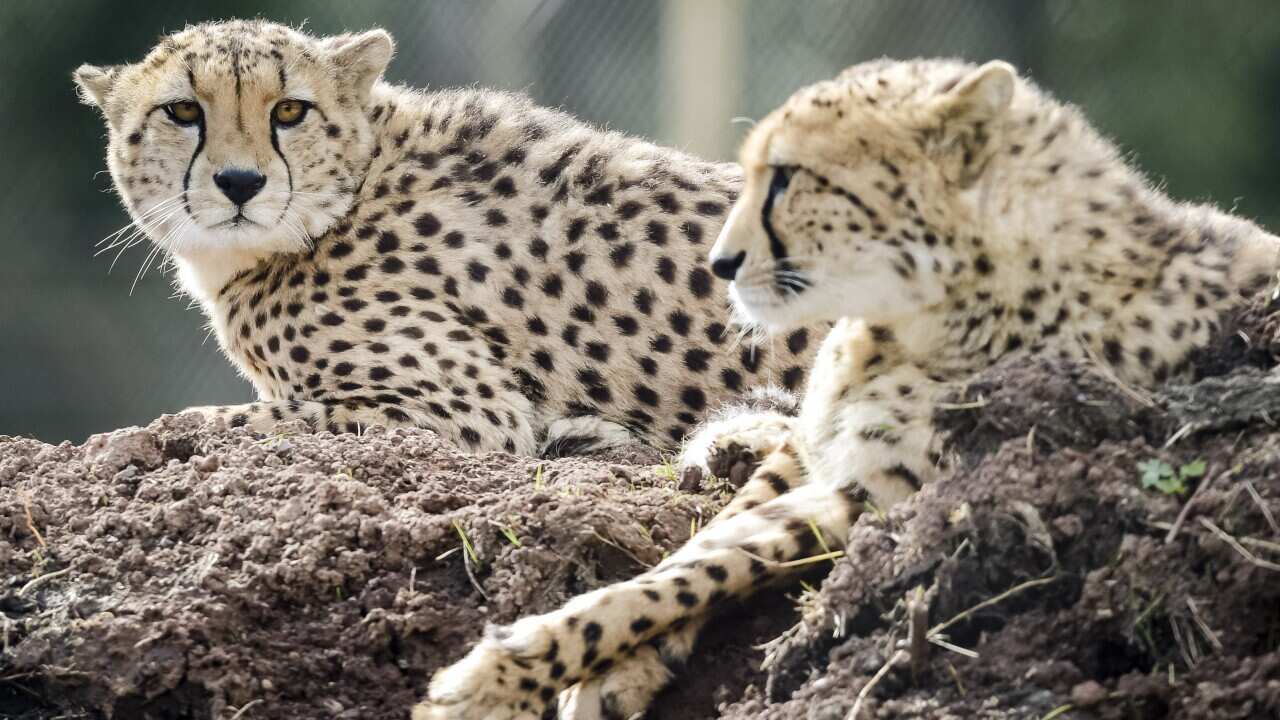 Cheetahs can run faster than any other land animal, as fast as 112 to 120 km/h (70 to 75 mph) in short bursts. (Ben Birchall/PA Wire)