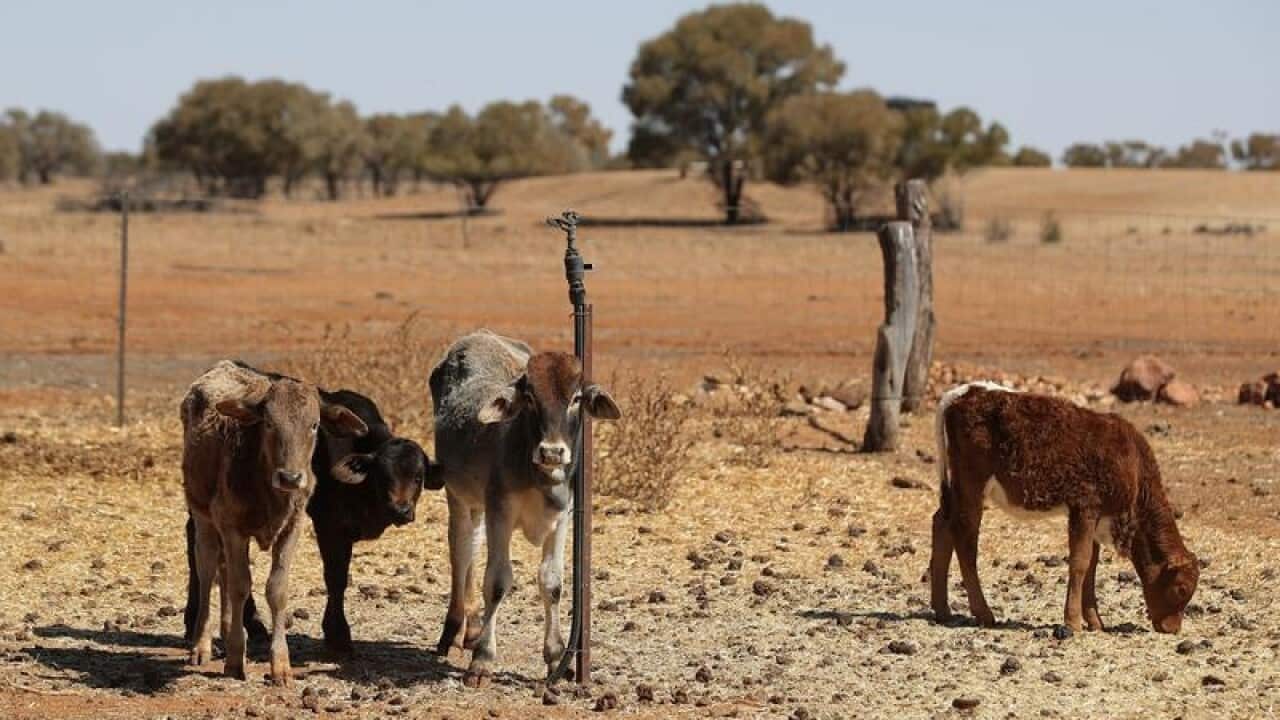 Cattle
