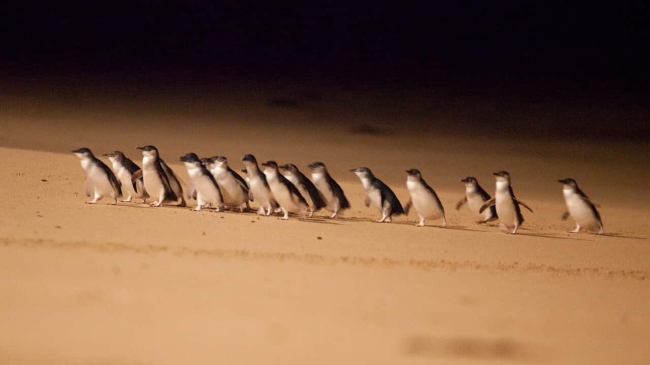 Penguins at Phillip Island Nature Park