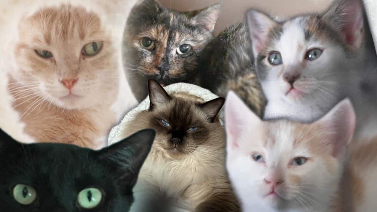 救助站的猫咪和一只家养猫