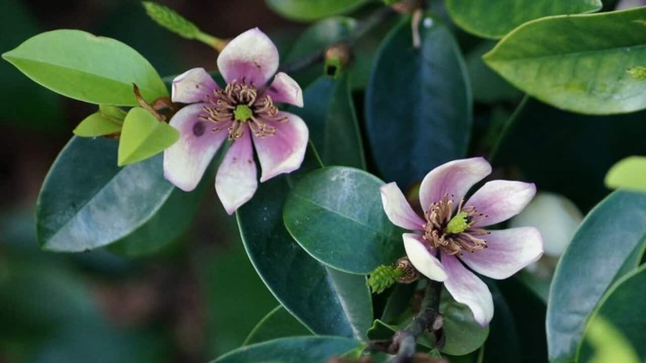 Michelia figo