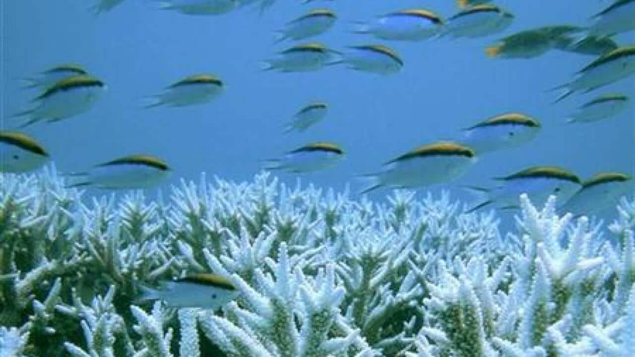 warming-seas-could-push-some-fish-specie-1744686005-large.jpg