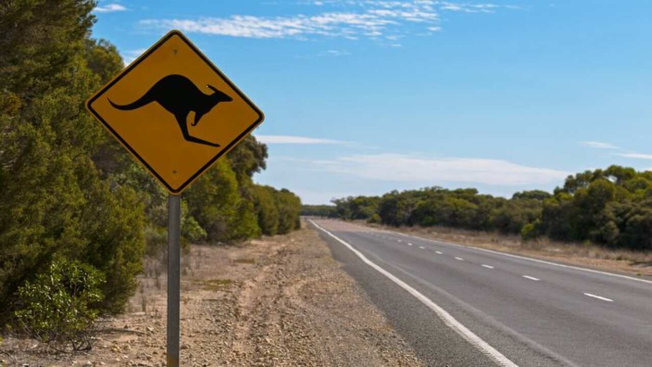 Kangaroo crossing road sign next to road on Princess Highway