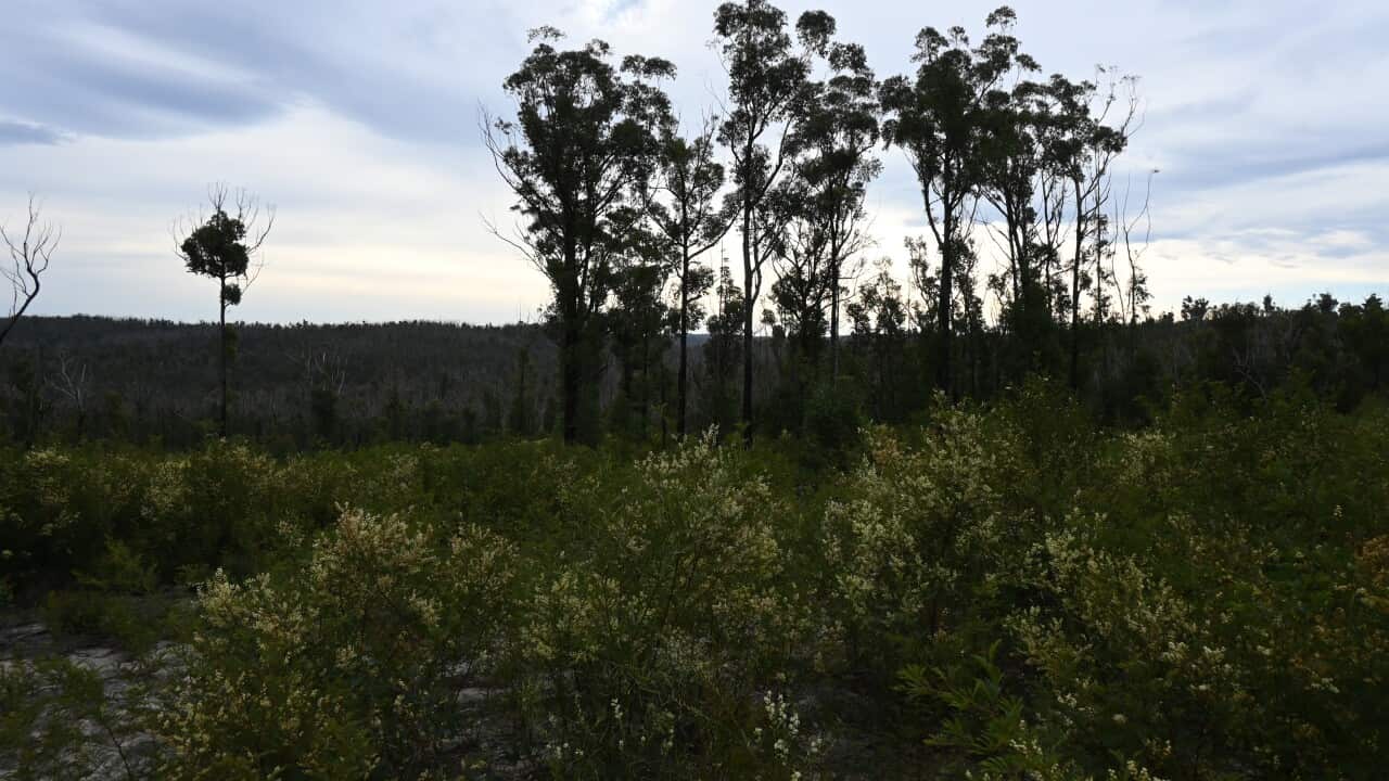 EAST GIPPSLAND STATE FOREST