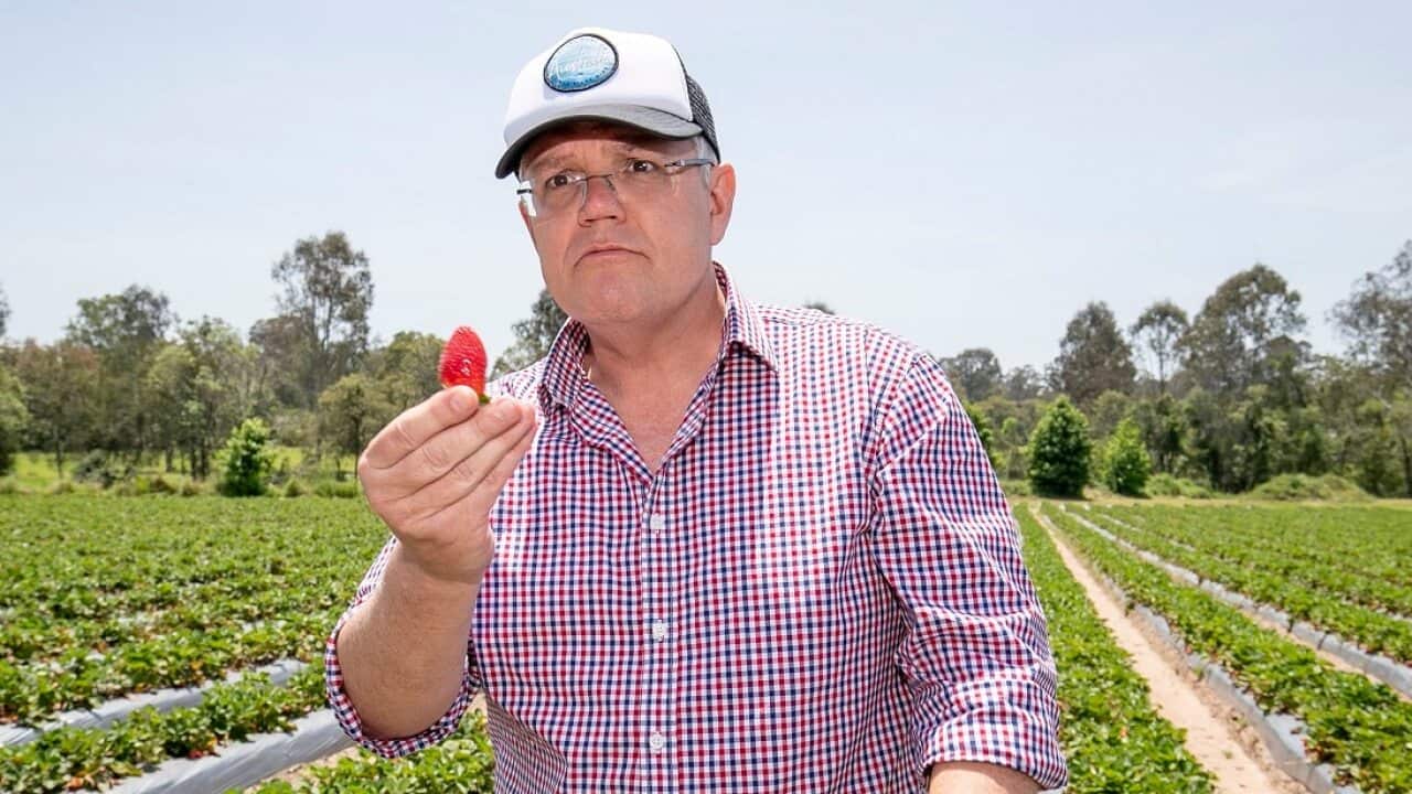 Prime Minister Scott Morrison at the Chambers Flat Strawberry Farm.