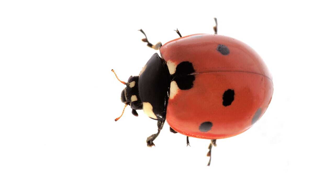 7 noktalı Uğur Böceği (Coccinella)