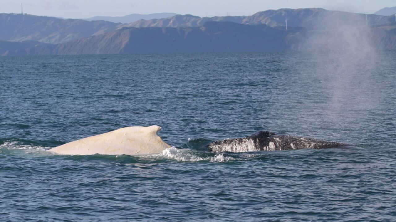 Awhite humpback whale in Cook Strait