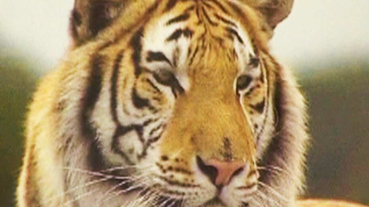 tiger_S_090924_reu_921466608