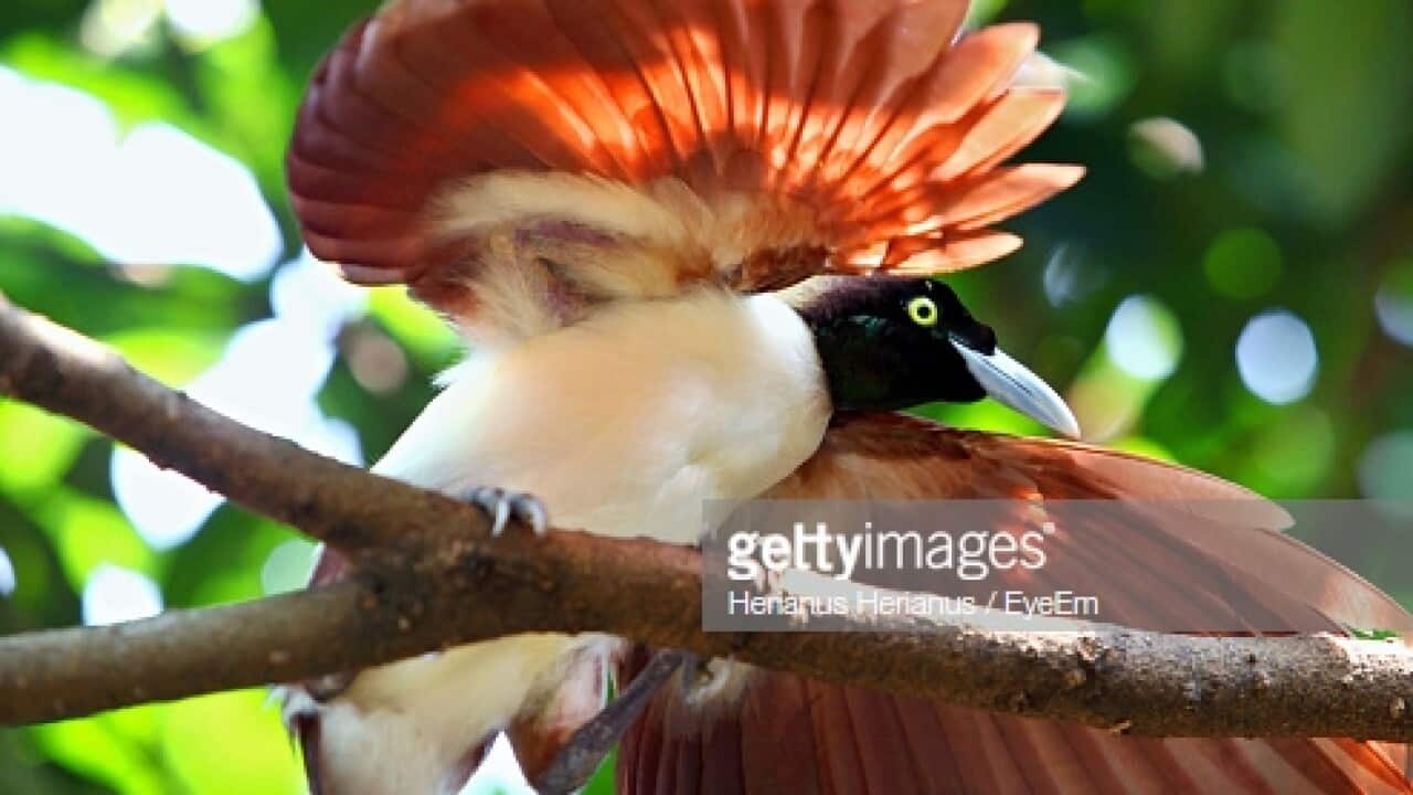 Birds of Paradise
