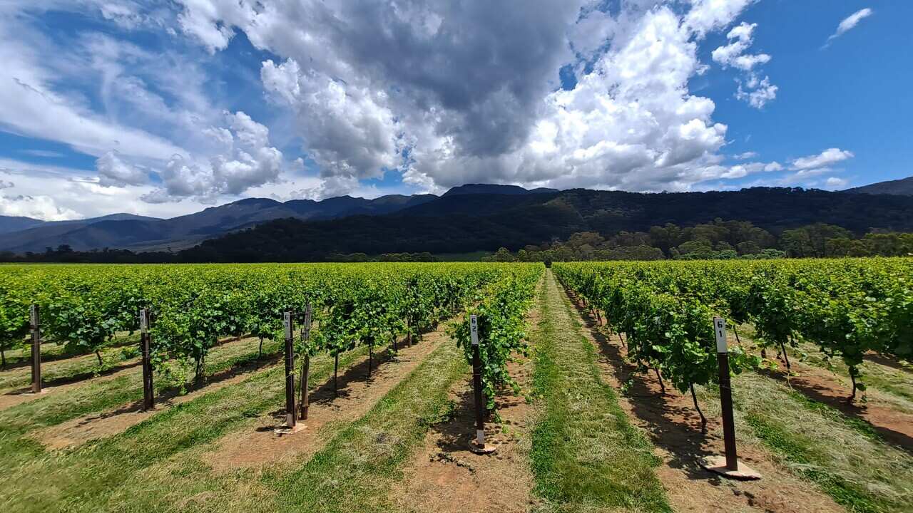 Vigneti a Myrtleford, nel Victoria.