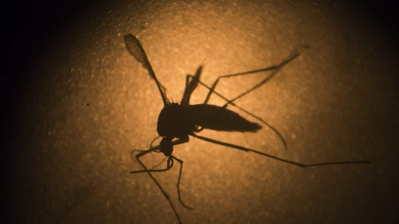 Aedes aegypti mosquito